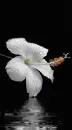 white lily
