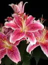 red lily