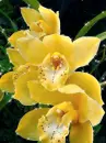 yellow orchids