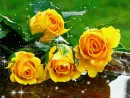 yellow rosa