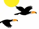 black toucans