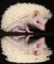 albino hedgehog