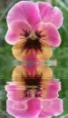 pansy