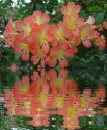 clivia