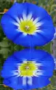 convolvulus