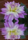 dahlia
