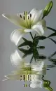 white lily