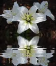 white lilies