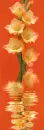 gladiola