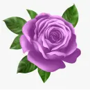 purple rosa