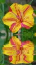 mirabilis