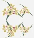 orchids