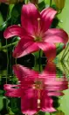 red lily