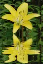 yellow lily