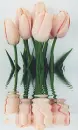pink tulips