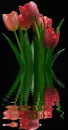 red tulips