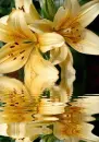yellow lilies