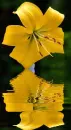 yellow lily