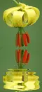 yellow lily