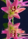 pink lily