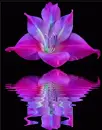 pink gladiola