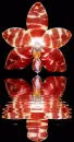 orchids