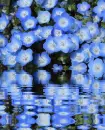 Nemophila