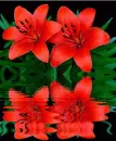 red lilies