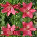 red lilies