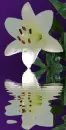 white lily