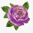 purple rosa