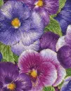 pansy