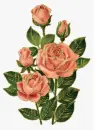 rosas