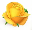 yellow rosa