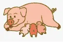 pig family