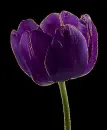 purple tulip