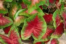 Caladium