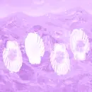 Purple Seashells By The Purple Sea Shore 