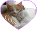 Sonia - two cats in a heart