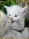 cats