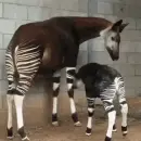 okapi