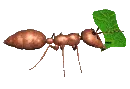 ant working