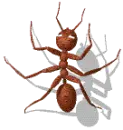 red ant