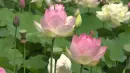lotus flowers
