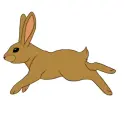 rabbit