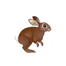 brown bunny