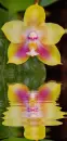 orchids