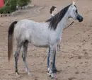 arabian horse