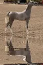 arabian horse