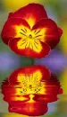 pansy